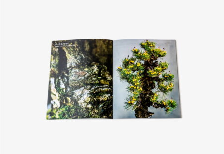 PUBLICATION Future Bloom5